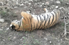 Act of ’revenge’: Three arrested for ’poisoning’ tigress, 4 cubs in Karnataka